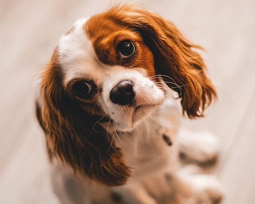 Cocker Spaniel