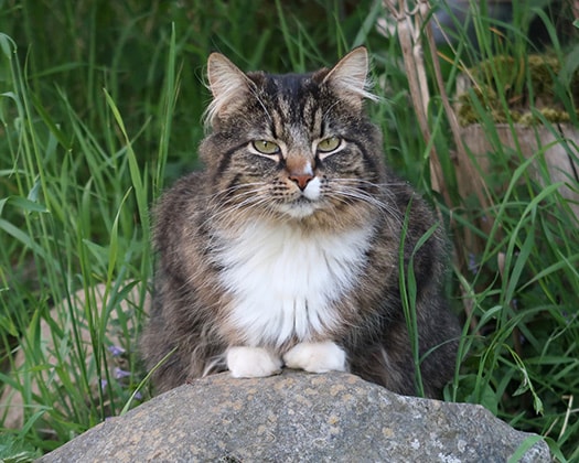 Norwegische Waldkatze