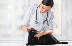 ZOO & Co. | Ratgeber - Katze - Tierarzt