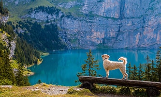 Hund auf Holzbank