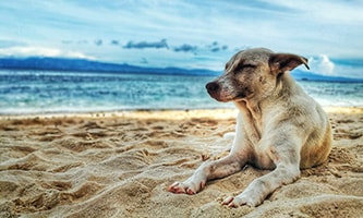 Weißer Hund am Sandstrand zu dem Thema Reisen mit Hund